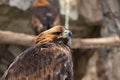 Portrait of an alert golden eagle sitting on the ground. Natural close-up of a bird of prey. Vulture or hawk Royalty Free Stock Photo