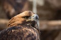 Portrait of an alert golden eagle sitting on the ground. Natural close-up of a bird of prey. Vulture or hawk Royalty Free Stock Photo