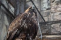 Portrait of an alert golden eagle sitting on the ground. Natural close-up of a bird of prey. Vulture or hawk Royalty Free Stock Photo