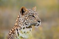 Portrait of an alert leopard in natural habitat, South Africa