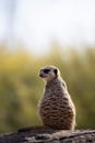 Portrait of an alert meerkat on a log Royalty Free Stock Photo