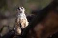 Portrait of an alert meerkat on a log Royalty Free Stock Photo