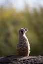 Portrait of an alert meerkat on a log Royalty Free Stock Photo