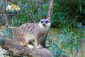 Portrait of alert meerkats looking and disappearing in all directions. Royalty Free Stock Photo