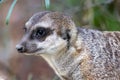 Portrait of alert meerkats looking and disappearing in all directions Royalty Free Stock Photo