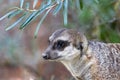 Portrait of alert meerkats looking and disappearing in all directions Royalty Free Stock Photo