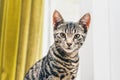 Portrait of an alert striped grey tabby cat