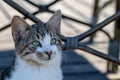 Portrait of alert tabby cat kitten Royalty Free Stock Photo