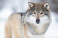 Portrait of alert wolf standing on the snow Royalty Free Stock Photo