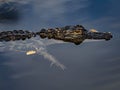 Portrait of an Alligator Floating in the Wetland Pond