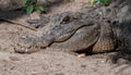 Alligator sitting in the sand