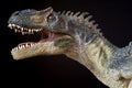 Portrait of an allosaur on black background Royalty Free Stock Photo