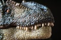 Portrait of an allosaur on black background Royalty Free Stock Photo