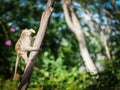 Portrait, alone Monkey or Macaca climbing a tree and have corn in mouth, it hungry and hurry eating corn delicious, happy in the