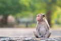 Portrait, alone Monkey or Macaca, its sit absently on rock, wait, looks lonely and cute, moment happy in natural tropical forest