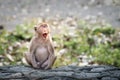 Portrait, alone Monkey or Macaca, its sleepy sits yawning on rock, eyes closed and your mouth wide open, looks funny and cute,