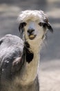 Portrait alpaca eating grass