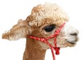 Portrait of alpaka Royalty Free Stock Photo