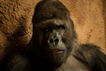 Portrait of an alpha male gorilla Royalty Free Stock Photo