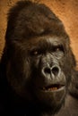 Portrait of an alpha male gorilla Royalty Free Stock Photo