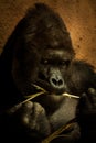 Portrait of an alpha male gorilla Royalty Free Stock Photo