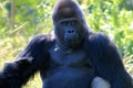 Portrait of alpha male gorilla Royalty Free Stock Photo