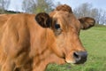 Portrait  brown cow looking camera in a meadow Royalty Free Stock Photo