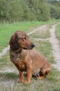 Portrait of an Alpine Dachsbracke