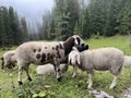 portrait of alpine goat or ship. flock of sheep grazing in meadow Alps near misty forest. animals with wet fur after rain. Foggy Royalty Free Stock Photo