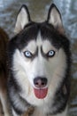 Portrait of Amazement Siberian Husky Dog opened mouth tongue out, front view.