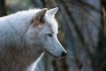 Portrait of am arctic wolf