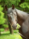 Portrait of amazing black horse with leaves