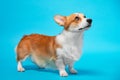 Portrait of amazing healthy and happy smart pembroke welsh corgi looking up in the photo studio on the blue background