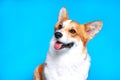 Portrait of amazing healthy and happy smart pembroke welsh corgi in the photo studio on the blue background