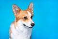 Portrait of amazing healthy and happy smart pembroke welsh corgi in the photo studio on the blue background