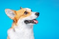 Portrait of amazing healthy and happy smart pembroke welsh corgi in the photo studio on the blue background