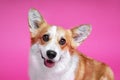 Portrait of amazing healthy and happy smart pembroke welsh corgi in the photo studio on the pink background