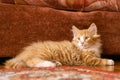 Portrait of amazing orange ginger fluffy longhair mongrel cat kitten pussycat lying on floor near brown sofa at home.