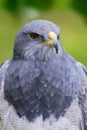 Portrait of a amazing southamerican bird Royalty Free Stock Photo