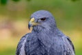 Portrait of a amazing southamerican bird Royalty Free Stock Photo