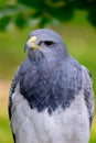 Portrait of a amazing southamerican bird Royalty Free Stock Photo