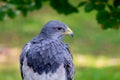 Portrait of a amazing southamerican bird Royalty Free Stock Photo