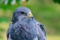 Portrait of a amazing southamerican bird Royalty Free Stock Photo