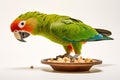 Portrait of Amazon parrot near a bowl of bird food isolated on a white background