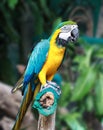 Macaw bird with clipping path.