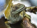 Portrait of amboina sail-finned lizard Royalty Free Stock Photo