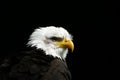 Portrait of an American Bald Eagle against a black background. Royalty Free Stock Photo