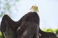 Portrait of an American Bald Eagle  Haliaeetus Leucocephalus  seen from below against a clear blue sky in the summer Bird of Royalty Free Stock Photo