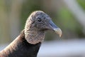 Portrait of an American black vulture - beautiful animal - Everglades Nationalpark - Florida - USA Royalty Free Stock Photo