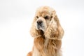 Portrait of an American Cocker Spaniel in front of a white background Royalty Free Stock Photo